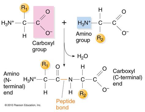 Nucleic Acids Drawing