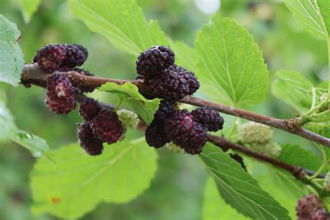 How to Grow and Care for a Mulberry Tree