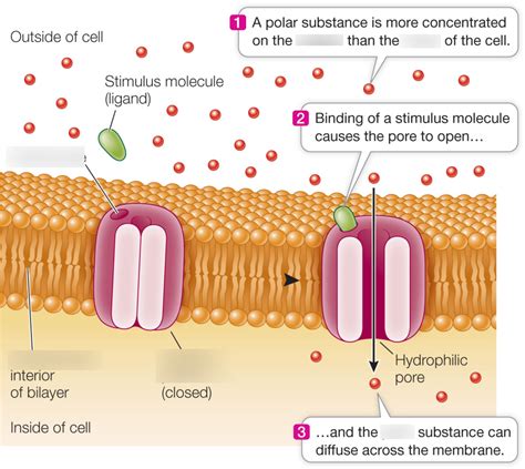 Carrier Proteins, Chapter 3 and 4 Diagram | Quizlet