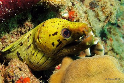 Yellow head moray eel | Fish pet, Moray eel, Betta