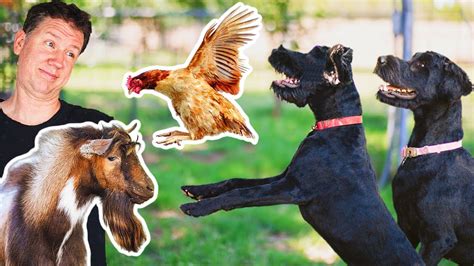 The trick to making a DOG CHICKEN-SAFE 👍🏻 - YouTube