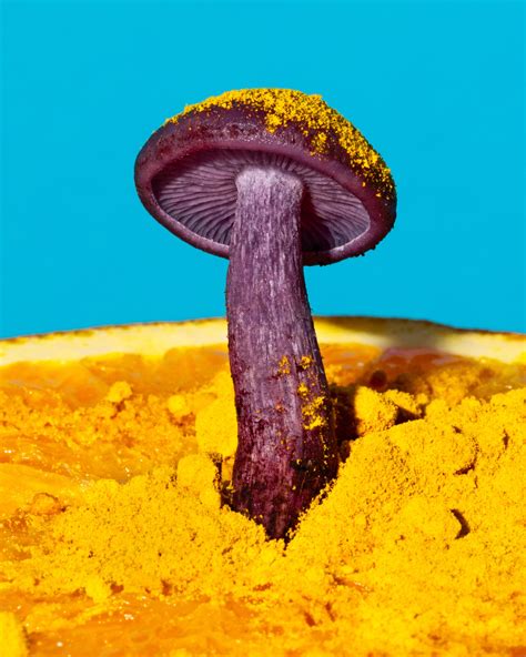 The Mushroom as Muse | The New Yorker