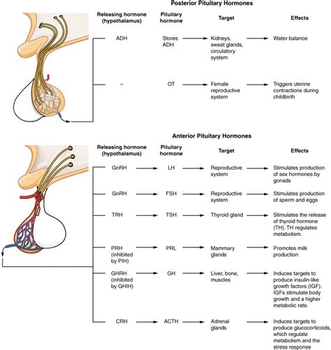 The Pituitary Gland and Hypothalamus | Anatomy and Physiology II