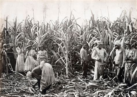 Tracy K. Smith: Photo of Sugar Cane Plantation Workers, Jamaica, 1891 ...