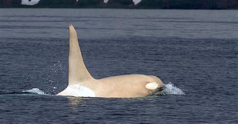 Incredibly Rare White Orca Spotted With His Family After Years Of Not ...