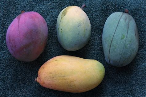 MANGO #292: COMPARISON of 4 Varieties | These are 4 well-kno… | Flickr