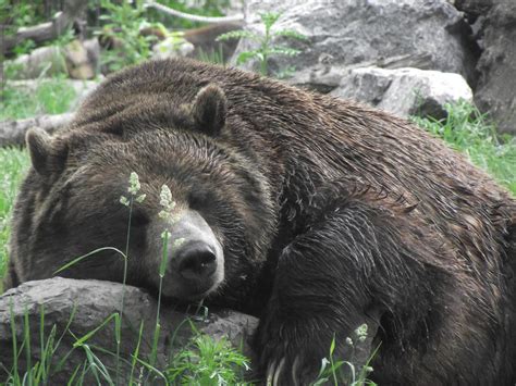 Grizzly Bear sleeping by Kayllik on DeviantArt