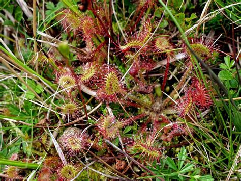 Sundew Plant Complete Care | Plantly