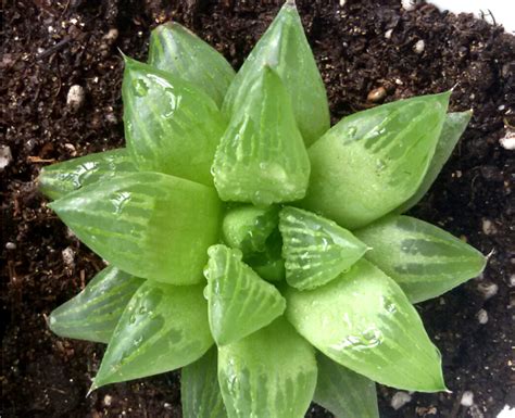 Haworthia Cooperi Seeds, succulents ~ PRODUCT-CHINA