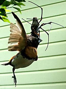 Male Goliath Bird Eating Spider : World's largest known spider (Guiness ...