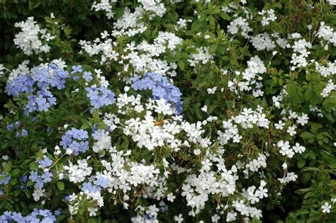 Plumbago auriculata | Plumbago | Kings Garden Center