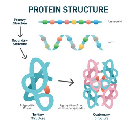 Protein Structure - Primary, Secondary, Tertiary, Quaternary ...