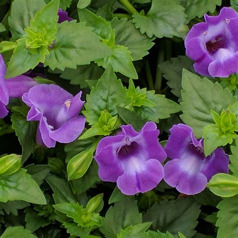 Torenia Summer Wave Violet | Beds & Borders