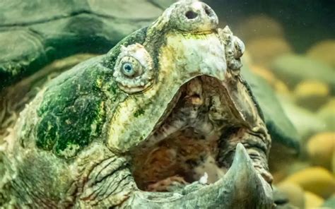 The Alligator Snapping Turtle. Habitat, care and facts.