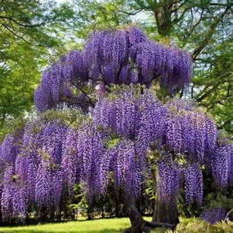 10 Organic Royal Purple Japanese Wisteria Seeds - Fragrant, Ornamental ...