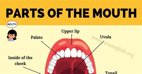 Mouth Anatomy: 11 Different Human Mouth Parts and their Functions ...