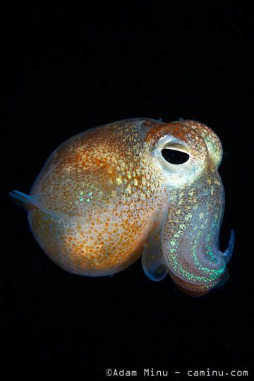 Bobtail Squid | Beautiful sea creatures, Deep sea creatures, Ocean ...