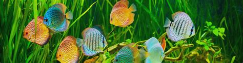 Tropical fish care guide | Animates Pet Supplies