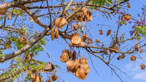 How to Plant, Grow, and Care for Jacaranda Tree Easily | Planet Natural