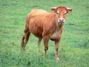 Limousine cow - 10 quality high-definition images