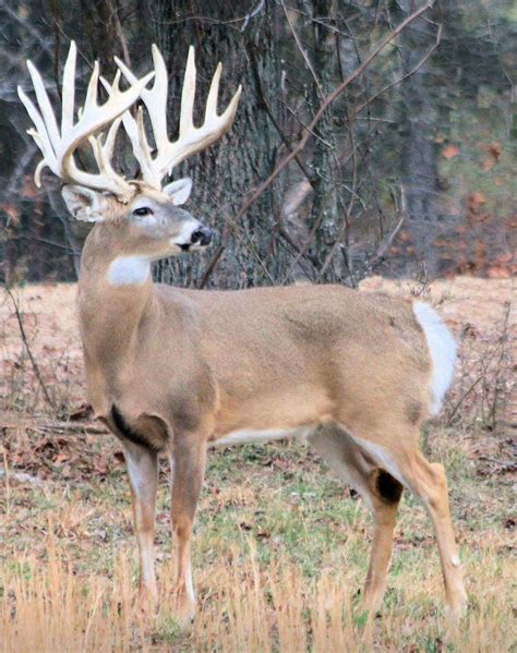 Huge racked buck | Whitetail deer pictures, Whitetail deer photography ...