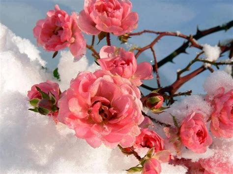 🔥 [90+] Winter Flowers Wallpapers | WallpaperSafari