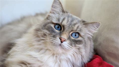 6 Fluffy Cat Breeds Who Deserve All The Best Pets