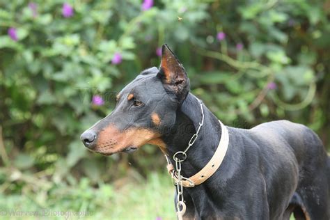 Dog: Doberman with clipped ears photo WP33226