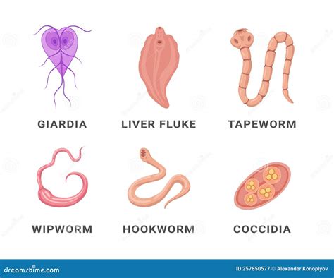 Human Intestinal Parasites Set Infographic Scheme Names Vector Flat ...