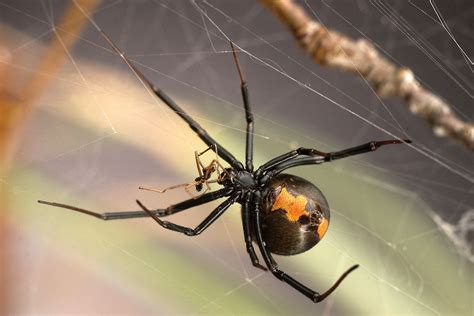 How Male Widow Spiders Avoid Being Cannibalized During Sex