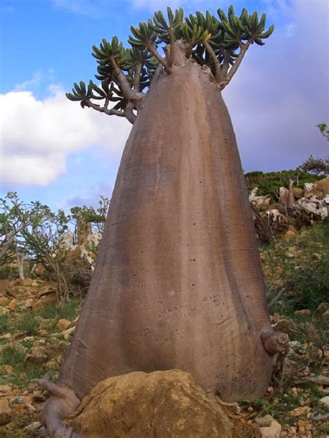 The Island Of Strange Plants - Socotra - Unbelievable Info