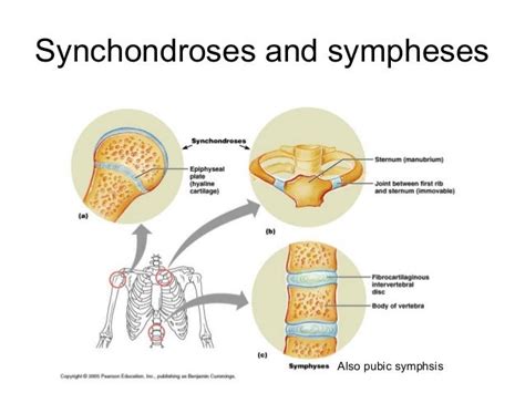 Anatomy lab. 4 joints