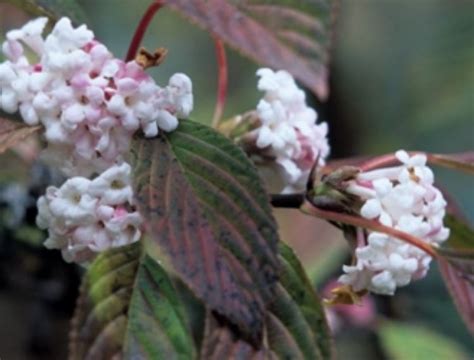 Viburnum bodnantense Dawn | Wholesale Nursery - Nurseries in Melbourne ...