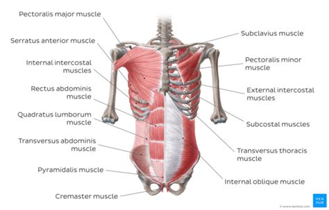 Abdominal Muscles - Physiopedia