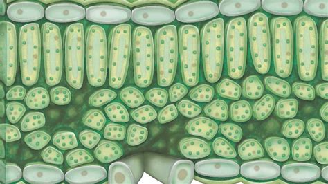 chloroplast | Function, Location, & Diagram | Britannica.com