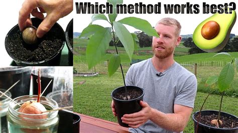 The BEST Way To Grow Avocado From Seed | 0 - 5 Months of Growth - YouTube