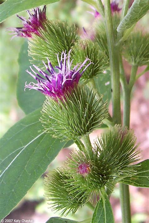 Arctium minus (Common Burdock): Minnesota Wildflowers