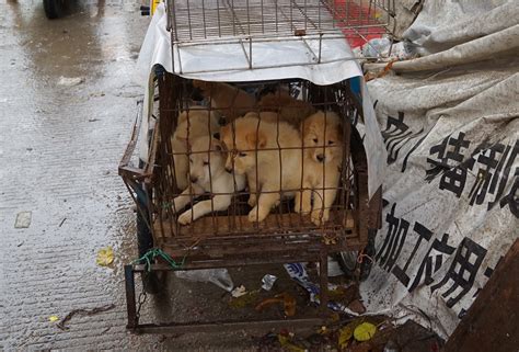 Horror of Yulin Dog Meat Festival Exposed as Thousands Set for ...