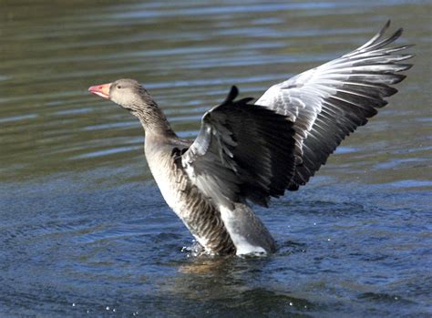 Poland Discovers Bird Flu Outbreak on Goose Farm - Newsweek