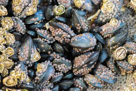 Common Limpet - Facts, Habitat, Diet, Conservation, & More - American ...