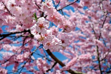 Free Images : branch, petal, spring, produce, color, colorful, pink ...