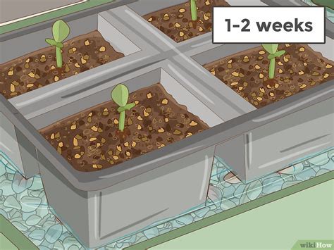 How to Plant Desert Rose Seeds: A Comprehensive Guide