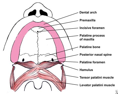 ORAL & MAXILLO-FACIAL SURGERY: Congenital Malformations, Mouth and Pharynx