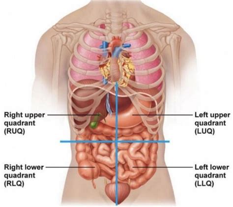 four Quadrants of Abdomen | Human body organs, Human body anatomy, Body ...