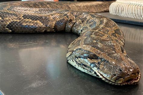 Snakes Alive! Massive Burmese Python Found in Florida Goes V - Florida ...