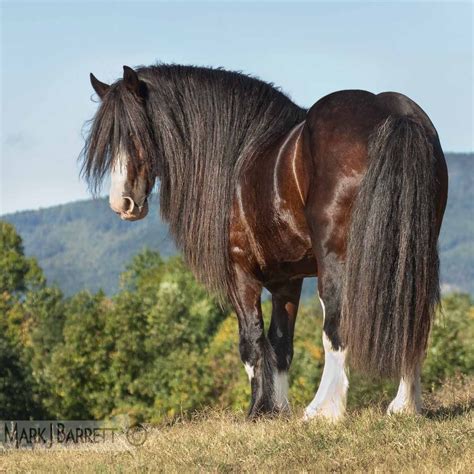 Horses Stock Photography and Equine Images by Mark J. Barrett | Rare ...