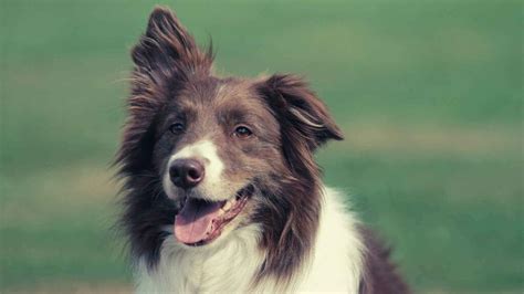 Types of Border Collie Ears (Up or Down) | Dog Advisory Council