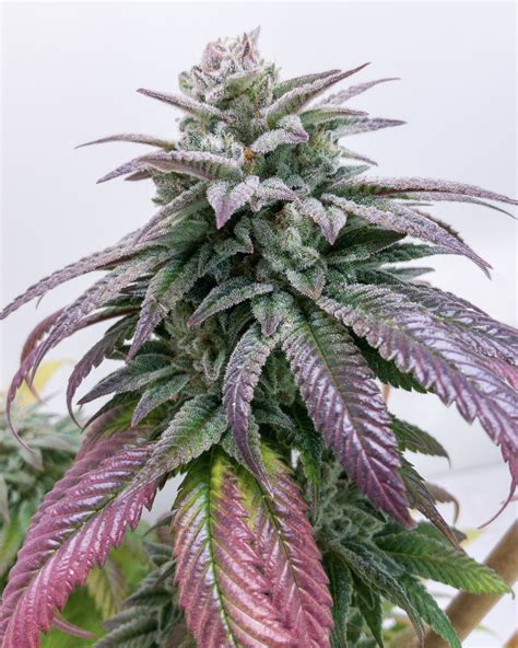 GG4 — DeadPanHead Seeds