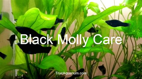 Black Molly Care - A Complete Guide - True Aquarium