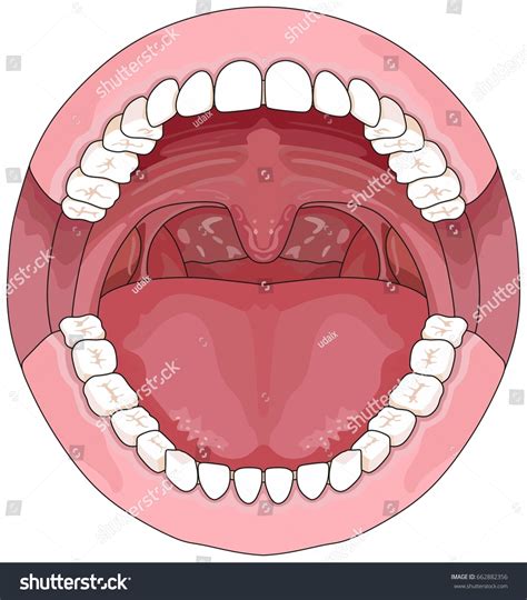 Mouth Labeled Tooth Charts